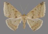 AZ26-0126R